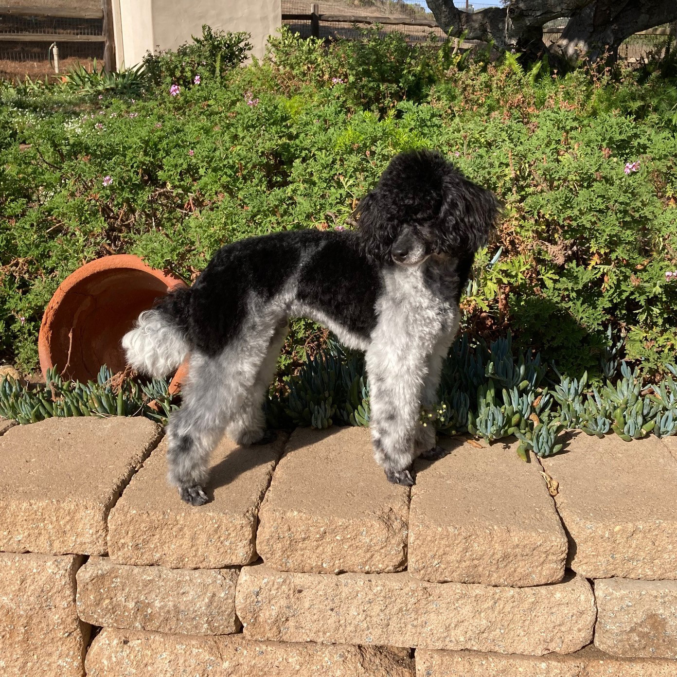 Parents We Got Puppies