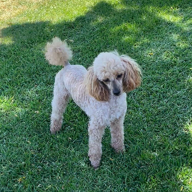 Parents We Got Puppies